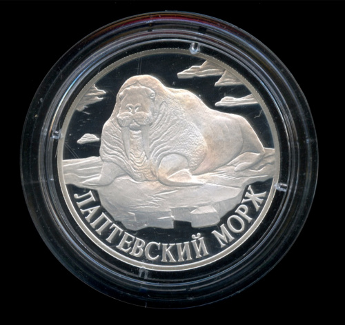 1 рубль — Лаптевский морж 1998 СПМД