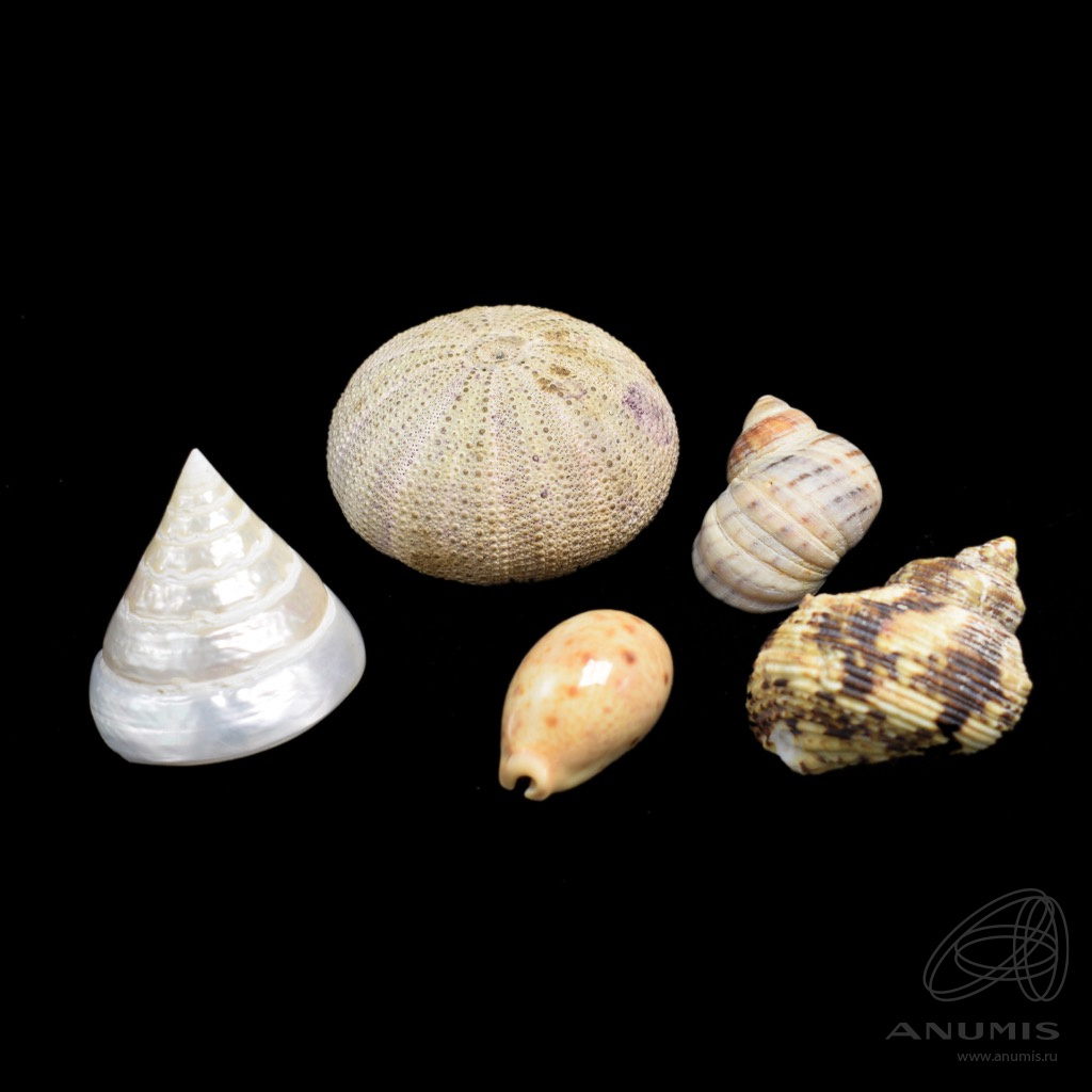 ракушки рифленые. 8см tsm-03. набор ракушек. ракушка декоративная. ракушки декор.