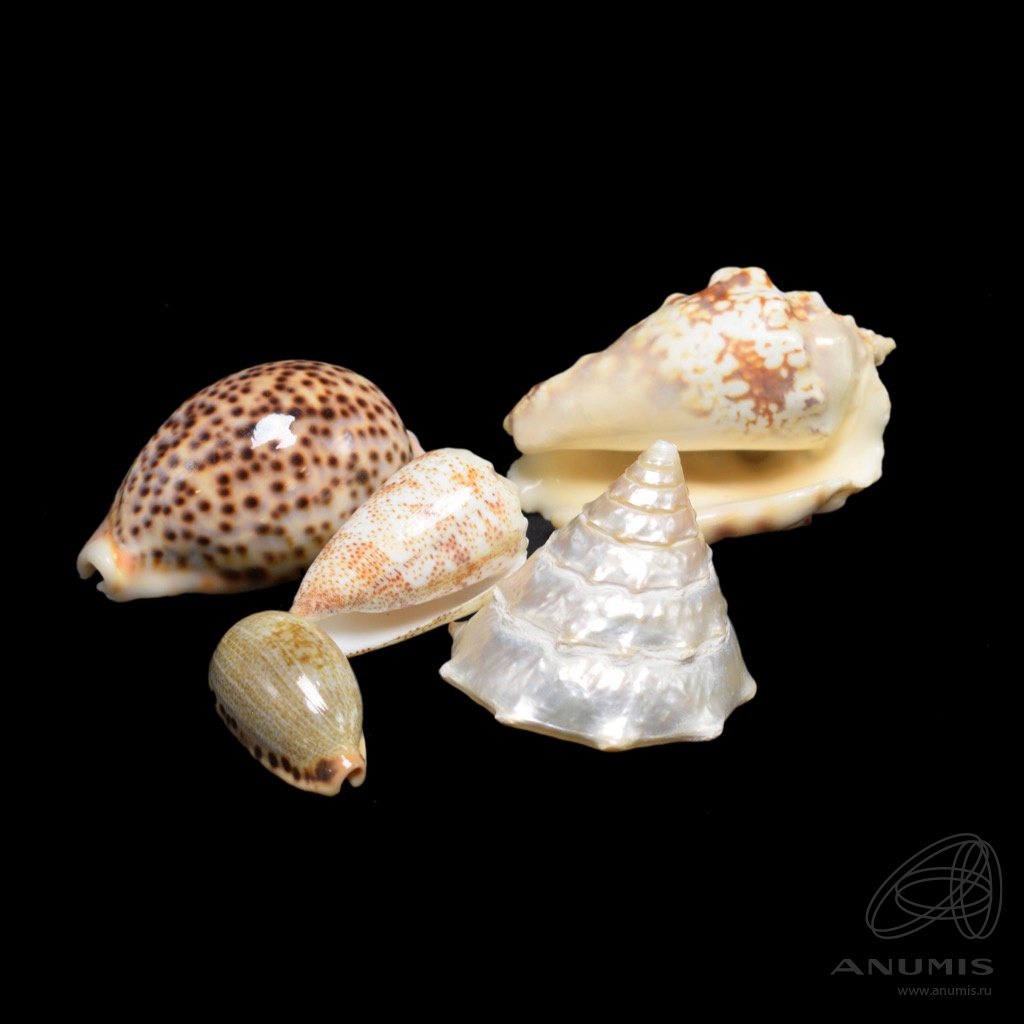 формы ракушек. ракушка 5. 5 ракушек. пижон aqua ракушка. 100г drf-009.