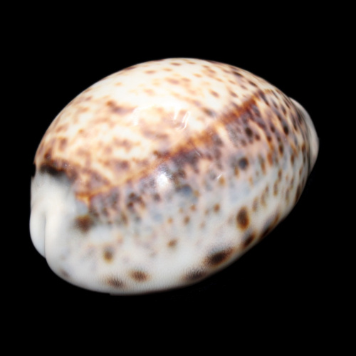 Ракушка, 9 см