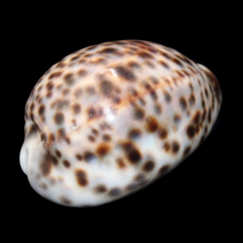 Ракушка, 8,5 см