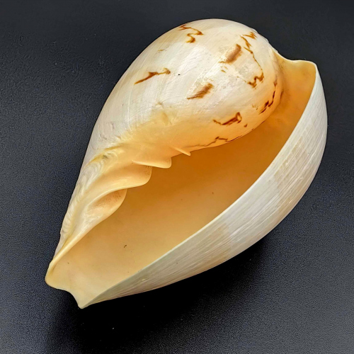 Раковина морского моллюска Мело Амфора (семейства Volutidae), крупная, без изъянов. Размер — 16×10,5 см. Тропическая юго-западная часть Тихого океана, от южной Индонезии и Новой Гвинеи до северной половины Австралии
