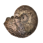 Окаменелость аммонит вида Funiferites patruus. Место находки Рязанская область. Возраст — 166−163 млн лет. ⌀ 4 см #2